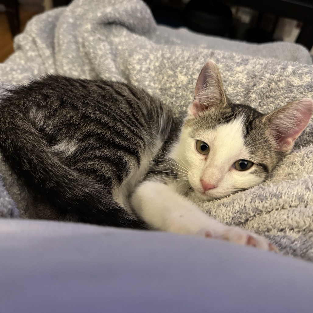 Possum, an adoptable Domestic Short Hair in Wichita, KS, 67208 | Photo Image 2