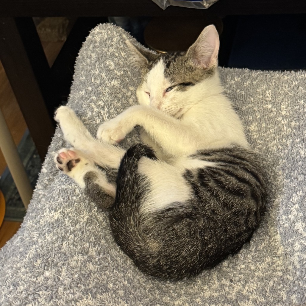 Possum, an adoptable Domestic Short Hair in Wichita, KS, 67208 | Photo Image 3