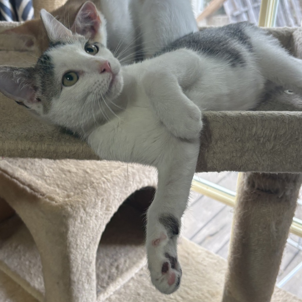 Possum, an adoptable Domestic Short Hair in Wichita, KS, 67208 | Photo Image 4