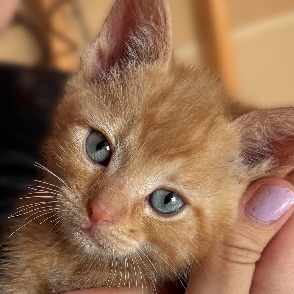 Clementine