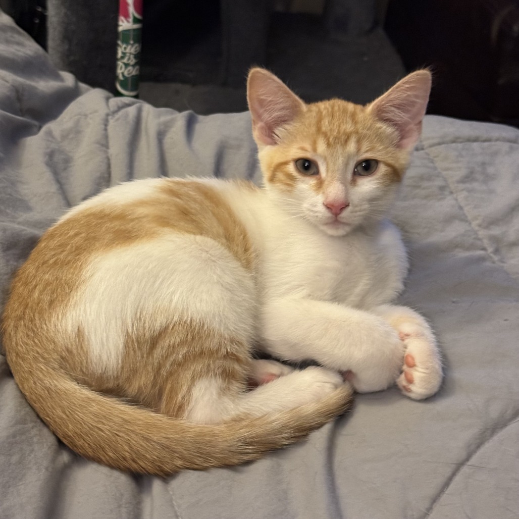 Powie, an adoptable Domestic Short Hair in Wichita, KS, 67208 | Photo Image 1