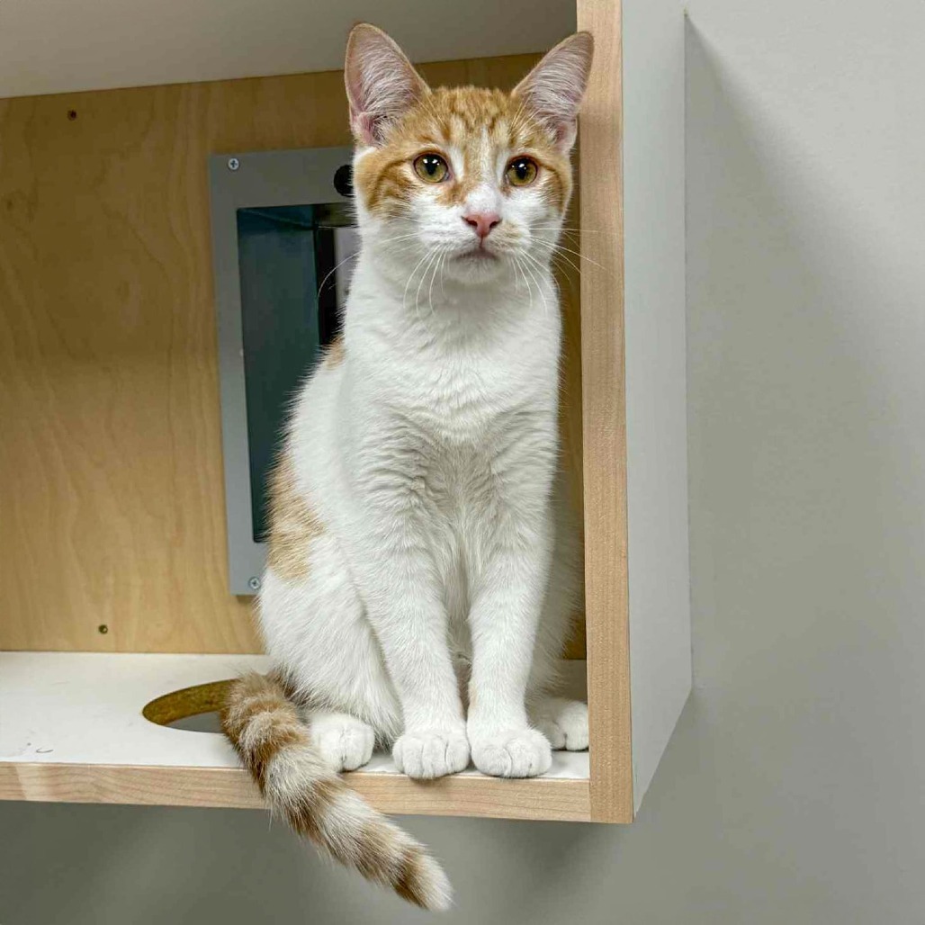 Powie, an adoptable Domestic Short Hair in Wichita, KS, 67208 | Photo Image 1