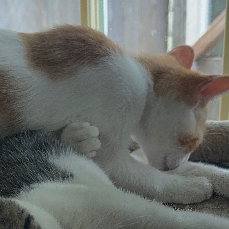 Powie, an adoptable Domestic Short Hair in Wichita, KS, 67208 | Photo Image 3