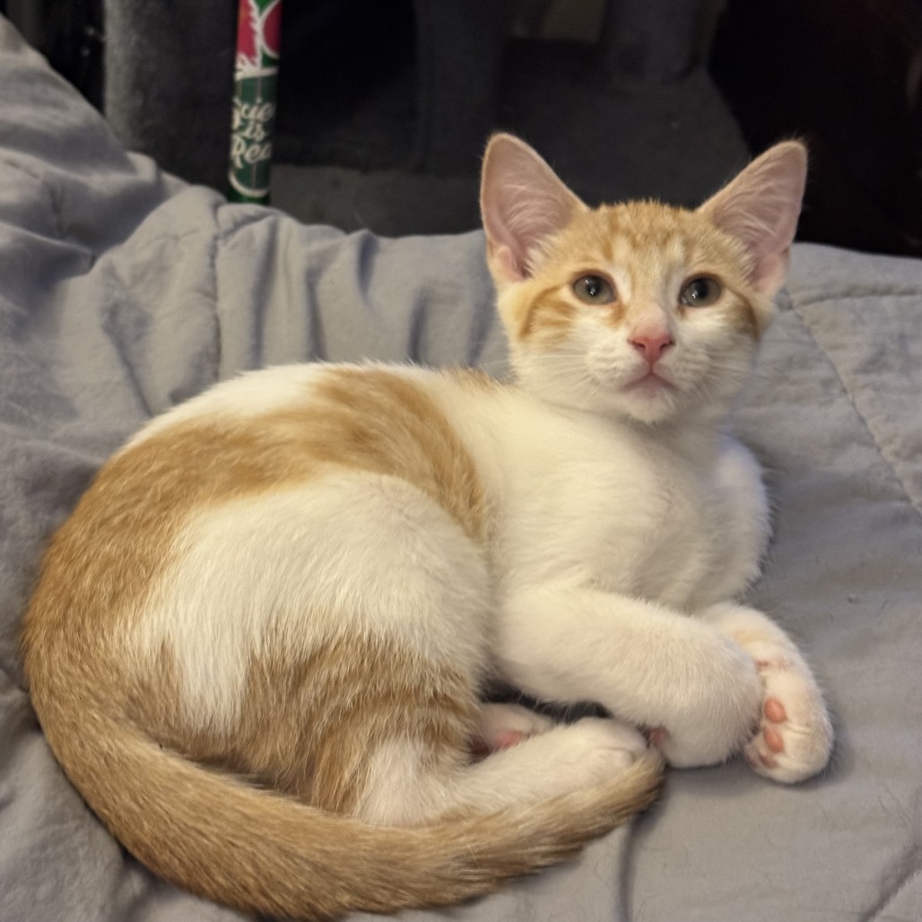 Powie, an adoptable Domestic Short Hair in Wichita, KS, 67208 | Photo Image 3