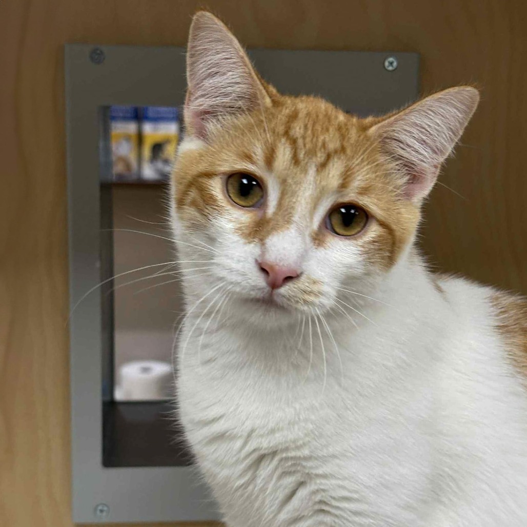 Powie, an adoptable Domestic Short Hair in Wichita, KS, 67208 | Photo Image 5