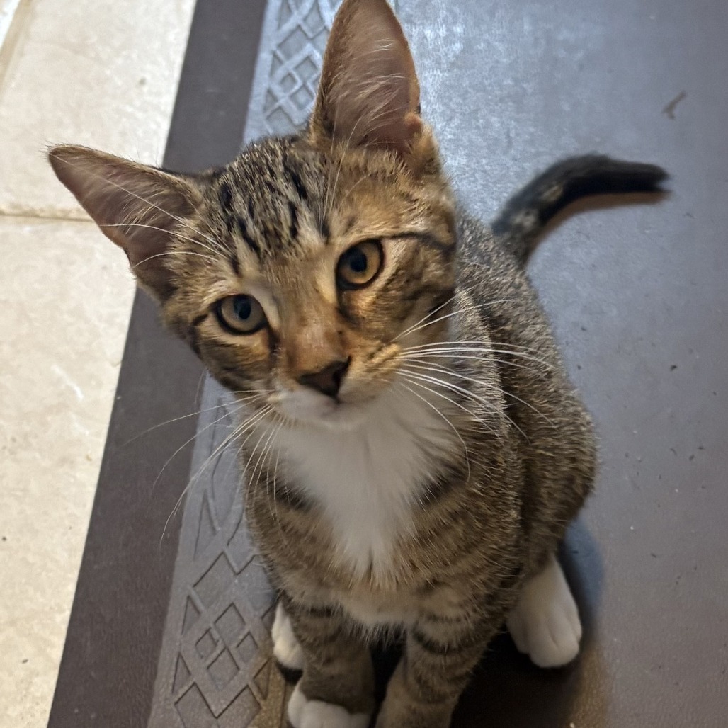 Peat, an adoptable Domestic Short Hair in Wichita, KS, 67208 | Photo Image 1