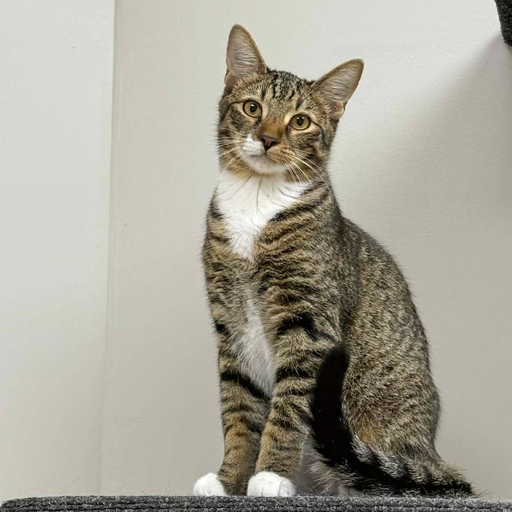 Peat, an adoptable Domestic Short Hair in Wichita, KS, 67208 | Photo Image 1