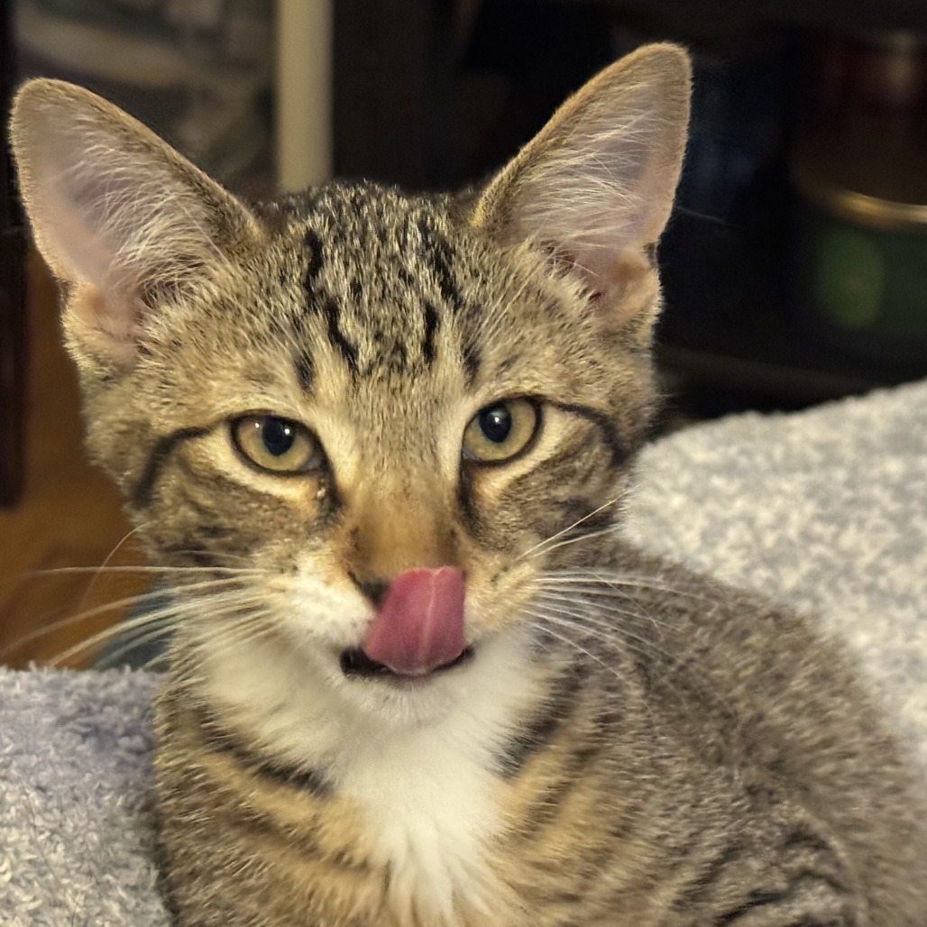 Peat, an adoptable Domestic Short Hair in Wichita, KS, 67208 | Photo Image 2