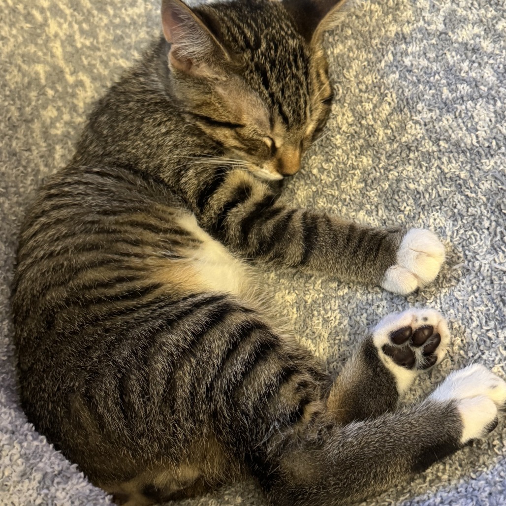 Peat, an adoptable Domestic Short Hair in Wichita, KS, 67208 | Photo Image 3