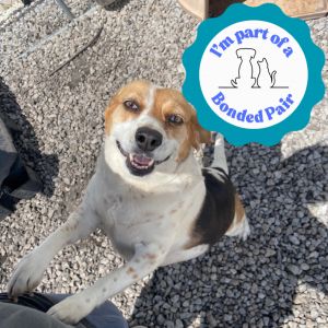 Asiago, Adult Female Beagle