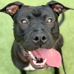 Lunchbox, Adult Male Pit Bull Terrier