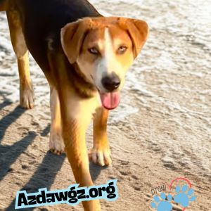 Boston, Baby Male Hound