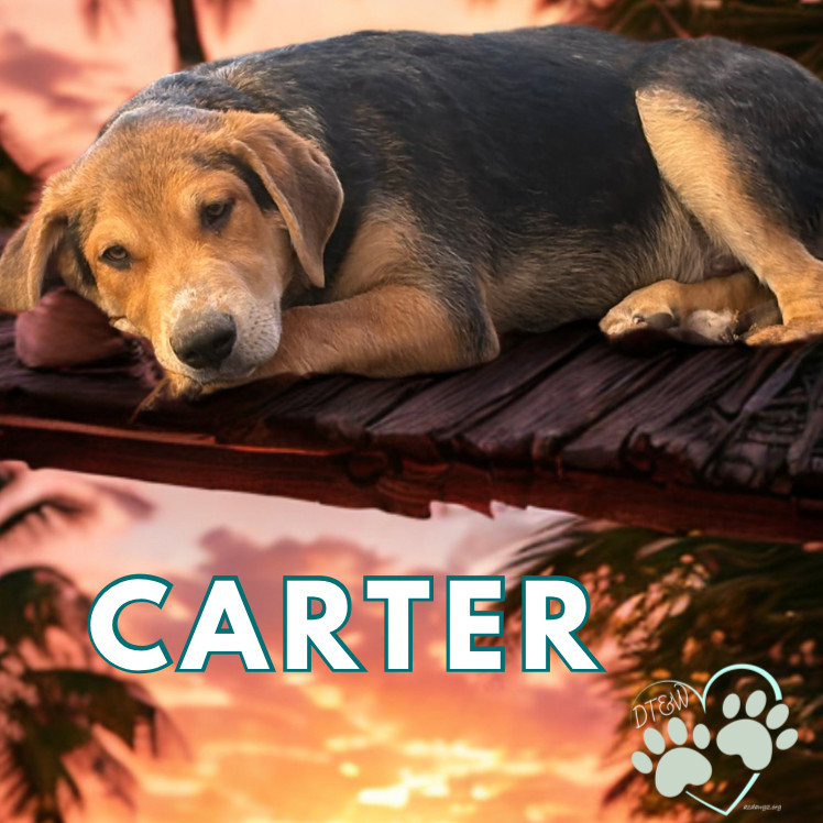 Carter