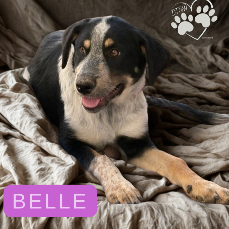 Belle