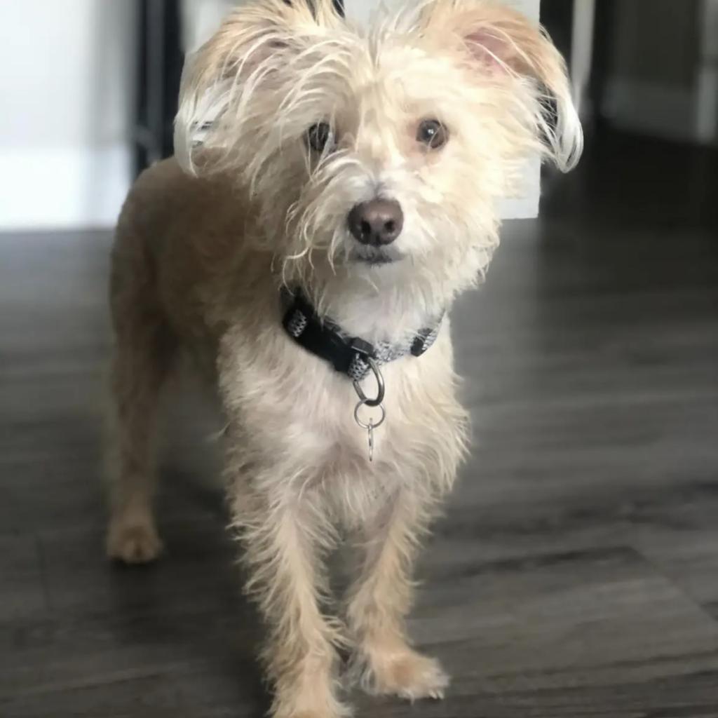 Oliver