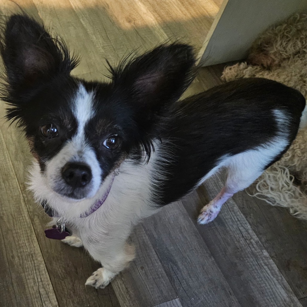 Lana, an adoptable Papillon, Chihuahua in Phoenix, AZ, 85029 | Photo Image 1