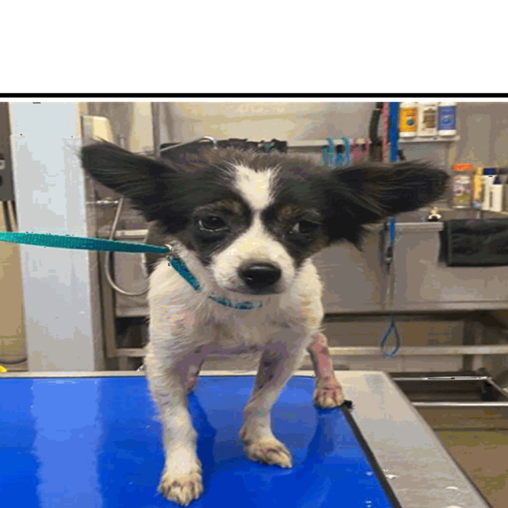 Lana, an adoptable Papillon, Chihuahua in Phoenix, AZ, 85029 | Photo Image 2