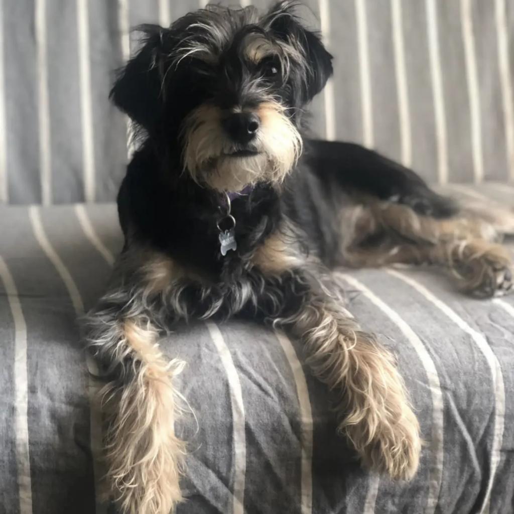 Charlie Ann