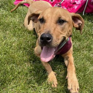 Daphne, Young Female Pit Bull Terrier