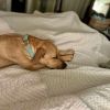 Daphne photo 2