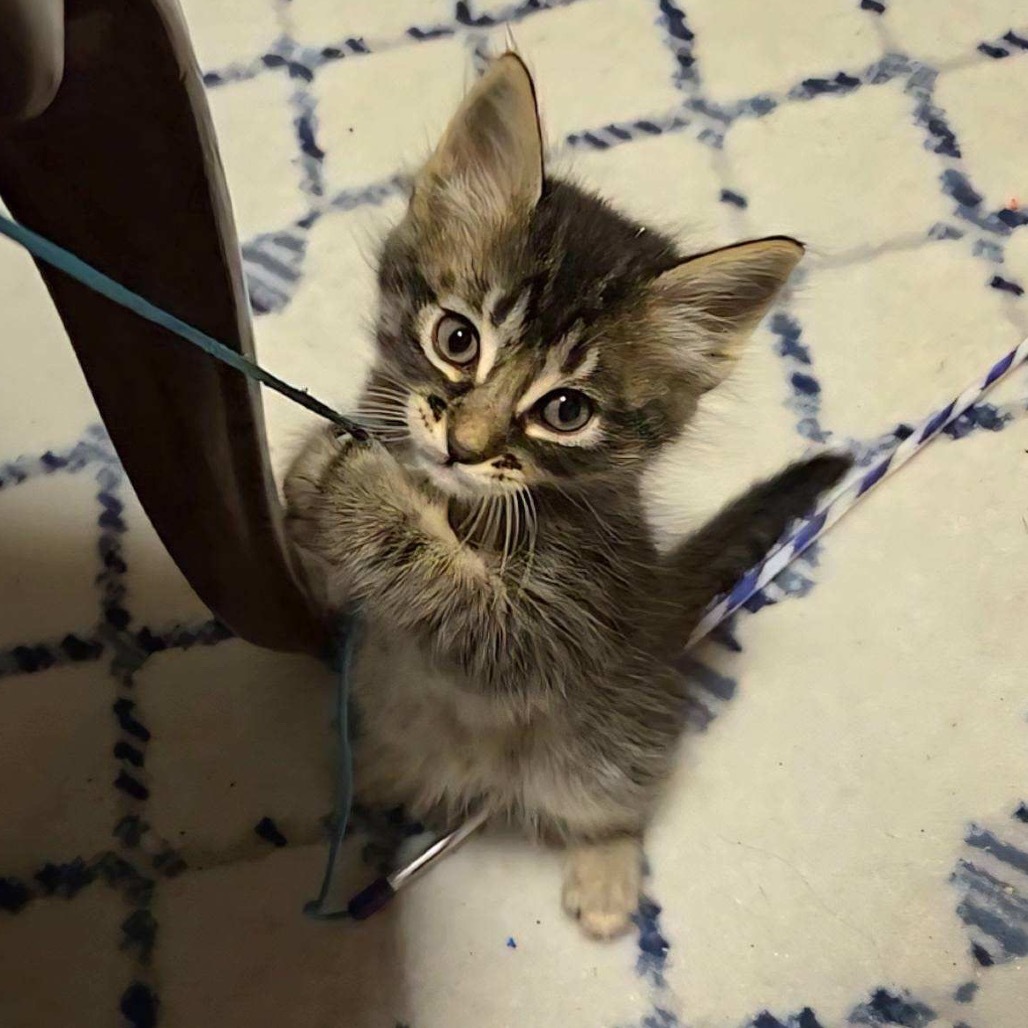 Tamino