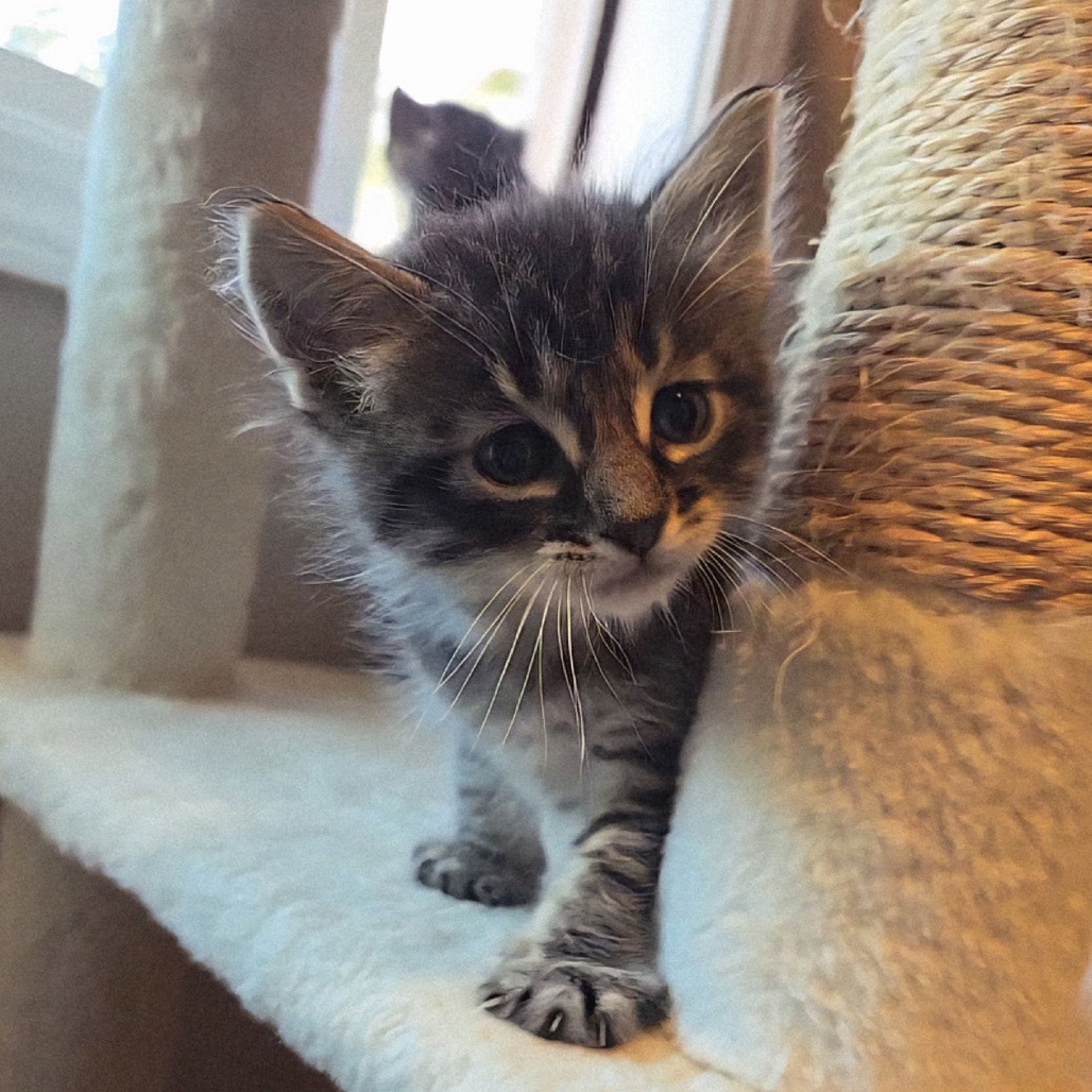Tamino