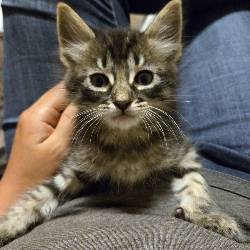 Tamino
