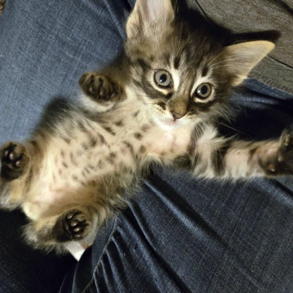Tamino