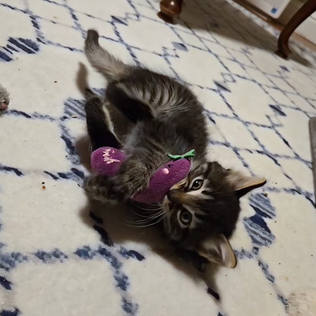 Pamina