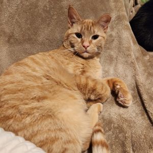 Leah, Adult Female Domestic Short Hair