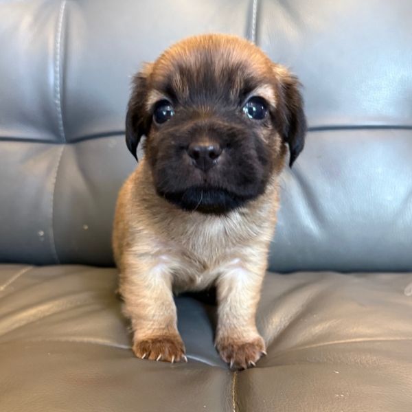 Honey Puppy: Clover thumbnail 1