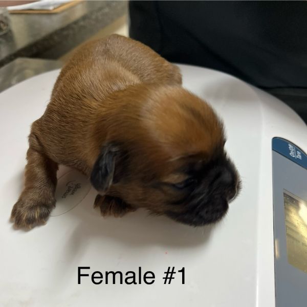 Honey Puppy: Clover thumbnail 2