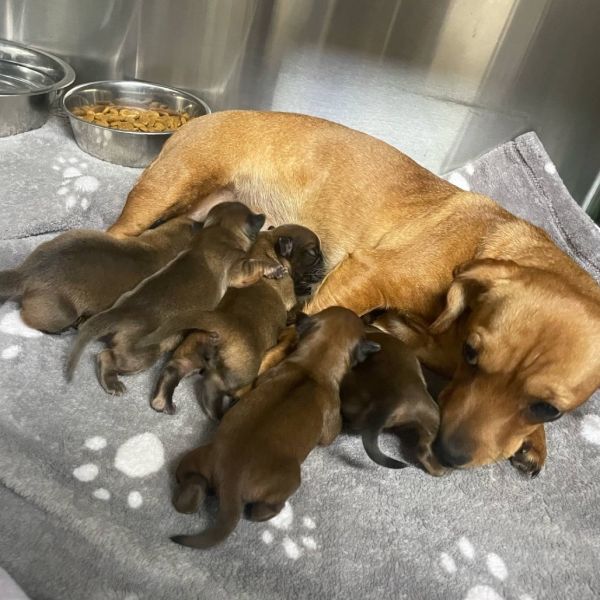 Honey Puppy: Clover thumbnail 3