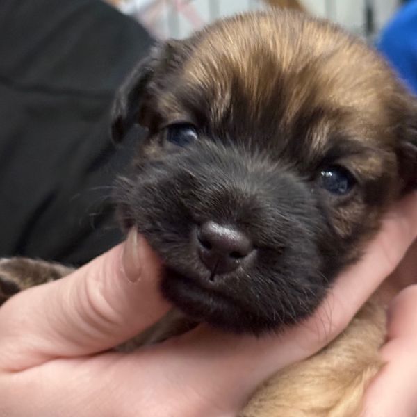 Honey Puppy: Clover thumbnail 4