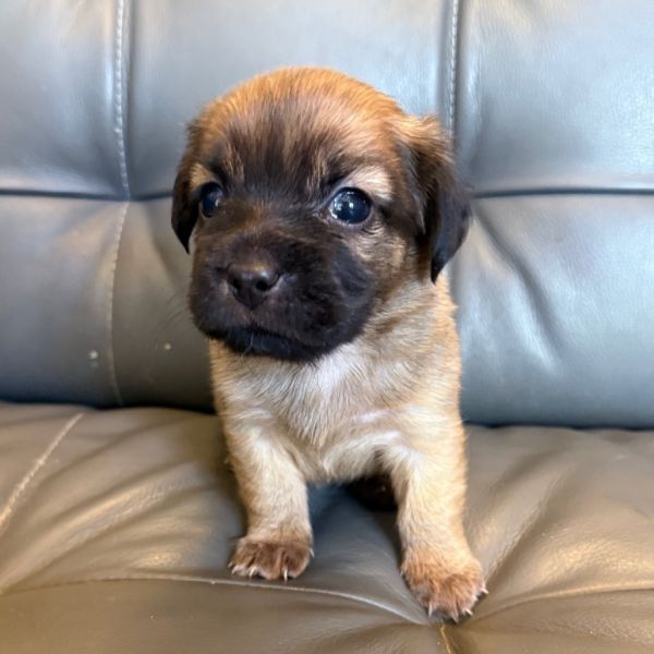 Honey Puppy: Clover thumbnail 5