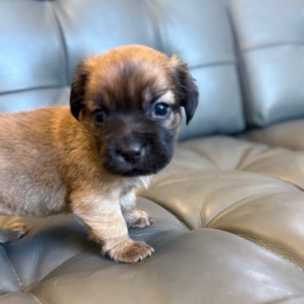 Honey Puppy: Clover thumbnail 6
