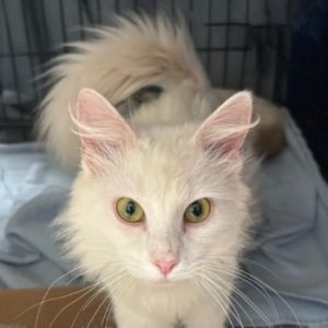 Cottonelle NRAR, Adult Female unknown