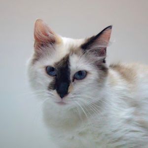 Charmin NRAR, Adult Female unknown