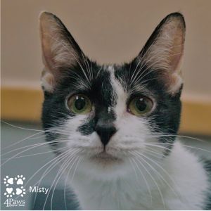 Misty NRAR, Adult Female unknown