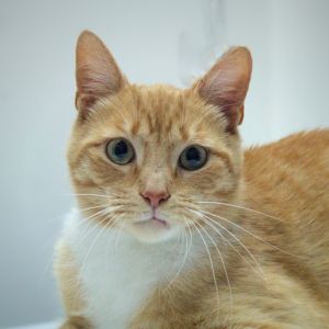 Roddy NRAR, Adult Male Domestic Short Hair