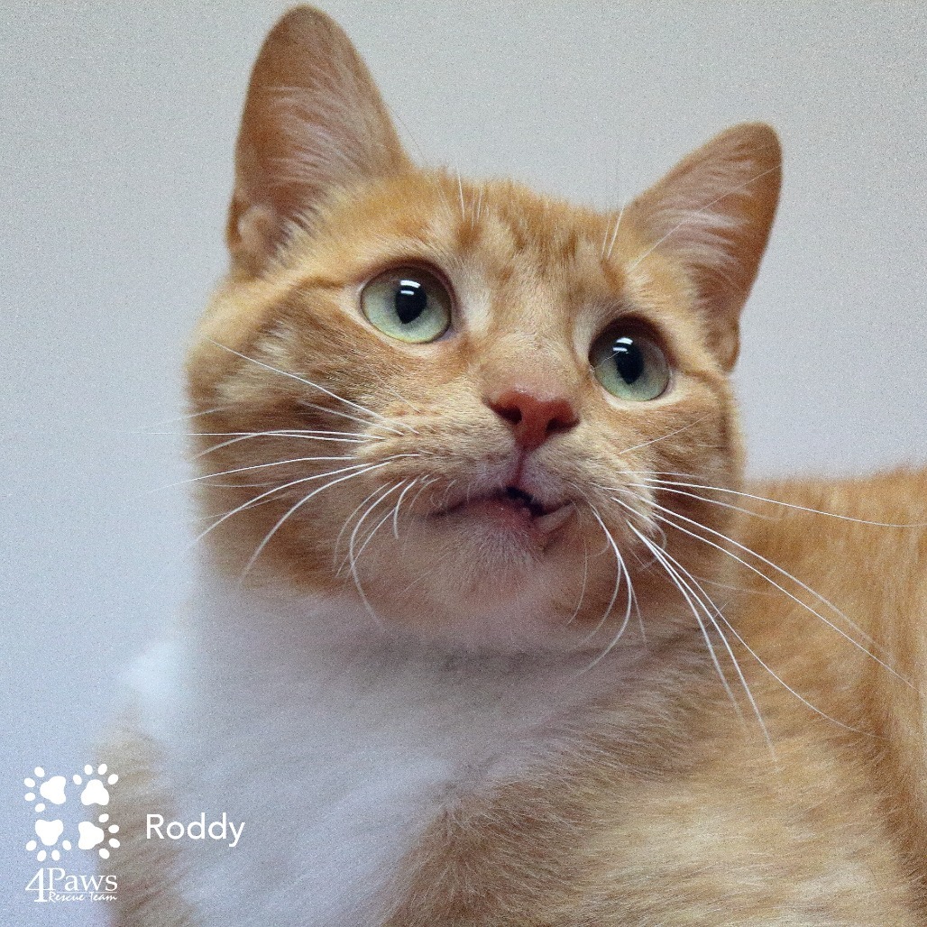 Roddy NRAR
