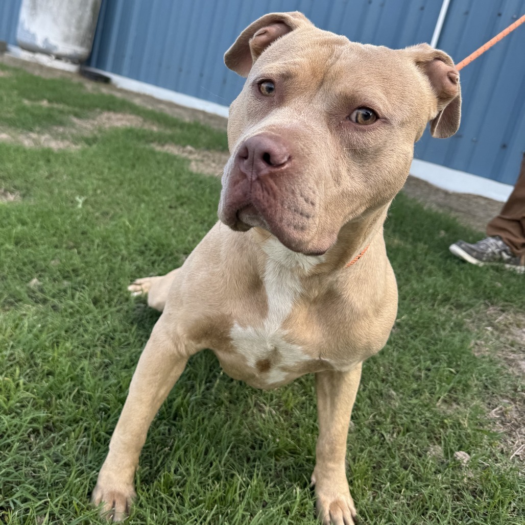5/26/25 Perkins Lane Stray