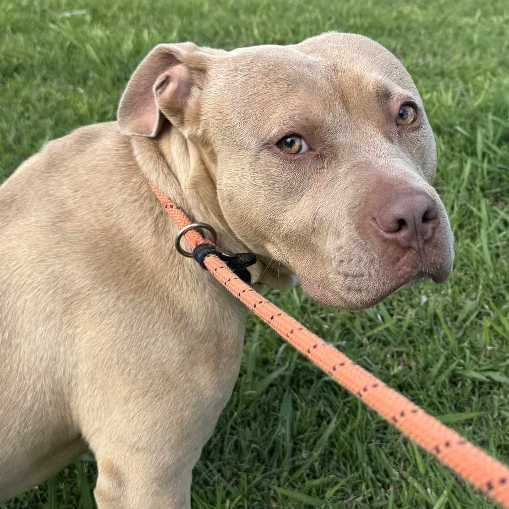 5/26/25 Perkins Lane Stray