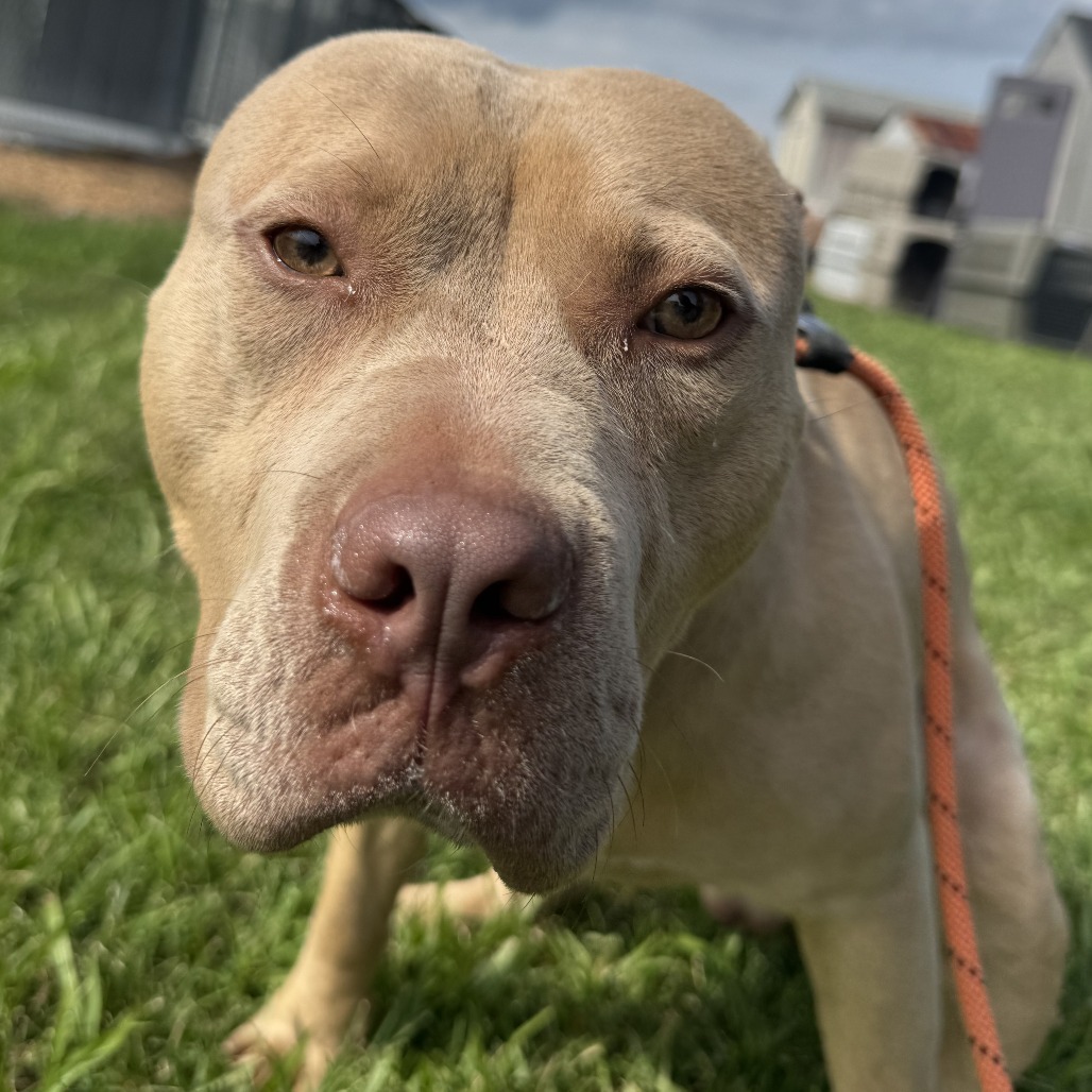 5/26/25 Perkins Lane Stray