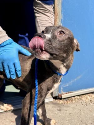 Meet Hershey a playful pup with a heart as sweet as his name suggests His infectious energy bright