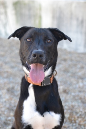 Meet Jax a young sweet and friendly fellow His playful energy is infectious filling every room 