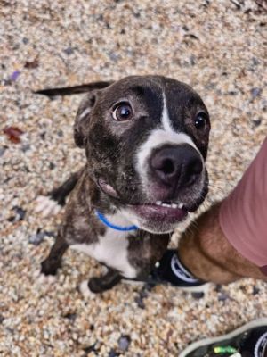 Meet Snickers a puppy with a heart full of love and a spirit full of joy Her days at the