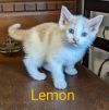 Lemon photo 2