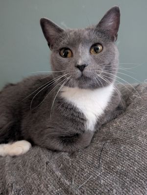 Gabie, Adult Female unknown
