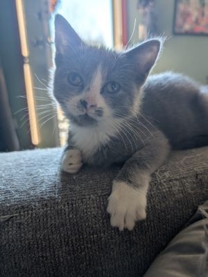 Gigi, Young Female Domestic Short Hair